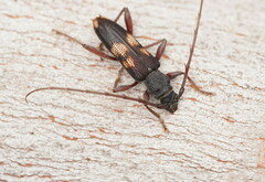 Phoracantha punctata