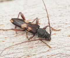 Phoracantha punctata