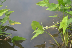 Sagittaria cuneata