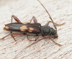 Phoracantha punctata