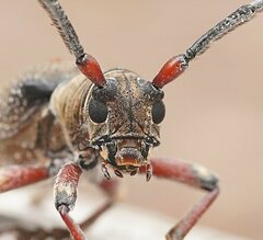 Rhytiphora albospilota