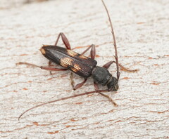 Phoracantha punctata