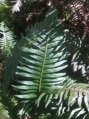 Blechnum nudum