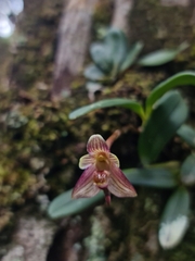 Bulbophyllum molossus