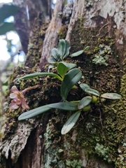 Bulbophyllum molossus