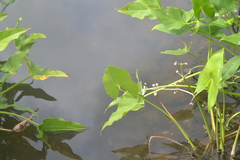 Sagittaria cuneata