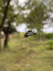 Gasteracantha geminata