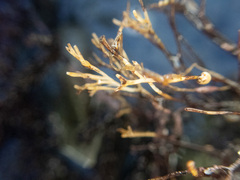 Ahnfeltia fastigiata