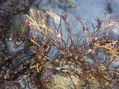 Ahnfeltia fastigiata