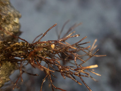 Ahnfeltia fastigiata