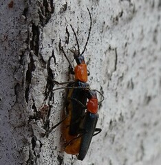 Chauliognathus tricolor