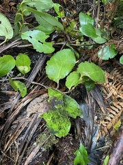 Griselinia lucida