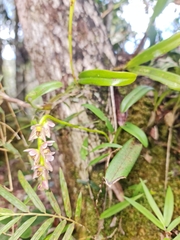 Bulbophyllum pachypus