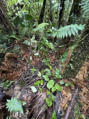 Griselinia lucida