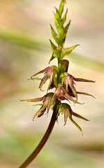 Genoplesium filiforme