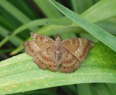 Euthalia aconthea gurda