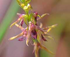 Genoplesium filiforme