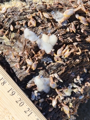 Fiona pinnata