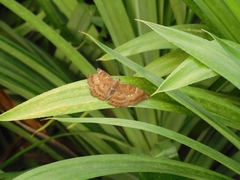 Euthalia aconthea gurda