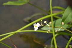 Sagittaria cuneata