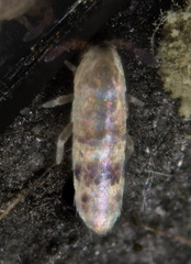 Lepidocyrtus helenae