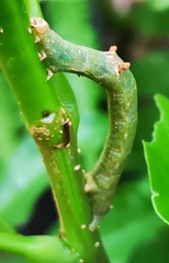 Lepidoptera