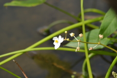 Sagittaria cuneata
