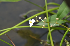 Sagittaria cuneata
