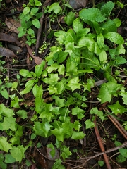 Delairea odorata