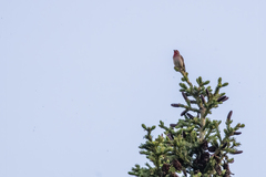 Carpodacus erythrinus