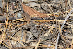Diporiphora