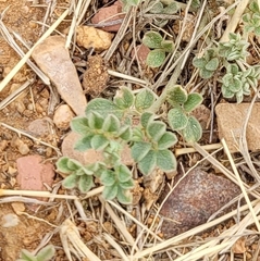 Acmispon oroboides