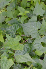 Mikania scandens