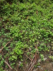 Delairea odorata