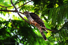 Hierococcyx sparverioides