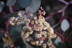 Eucalyptus polyanthemos