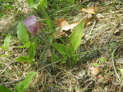Cypripedium macranthos