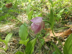 Cypripedium macranthos