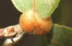 Xanthoteras eburneum