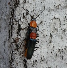 Chauliognathus tricolor