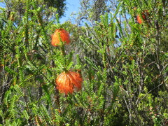 Melaleuca sparsa