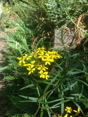 Senecio linearifolius