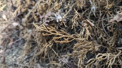 Selaginella repanda