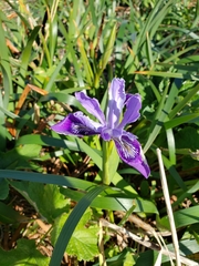 Iris douglasiana