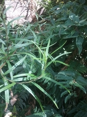 Senecio linearifolius