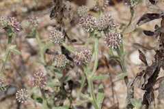 Pterocaulon sphacelatum