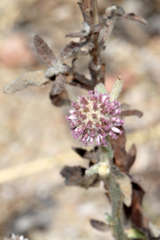 Pterocaulon sphacelatum