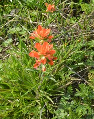 Castilleja indivisa