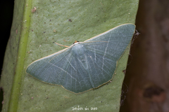 Pelagodes antiquadraria