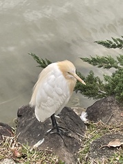 Bubulcus ibis coromandus